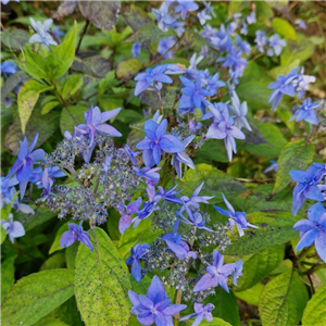 Hydrangea serrata Mikata Yae