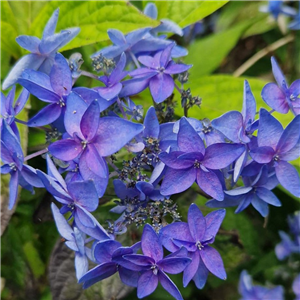 Hydrangea serrata Shichidanka