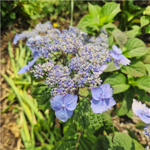 Hydrangea serrata var. yezoensis