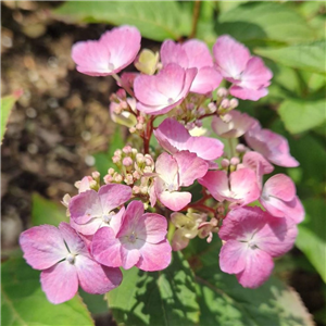 Hydrangea serrata Shojo