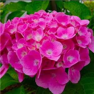 Hydrangea macrophylla Sibylla