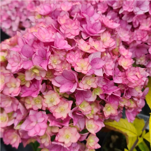 Hydrangea macrophylla Together