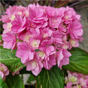 Hydrangea macrophylla Romance