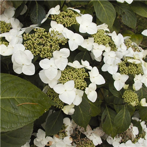 Hydrangea macrophylla White Wave