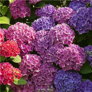 Hydrangea macrophylla Little Pink