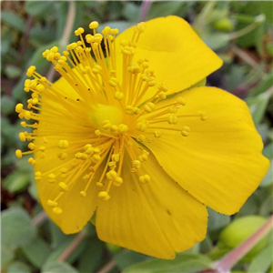 Hypericum cerastoides