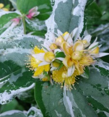 Hypericum andrsaemum Gladis Brabazon