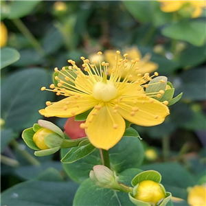 Hypericum inodorum Miracle Blossom