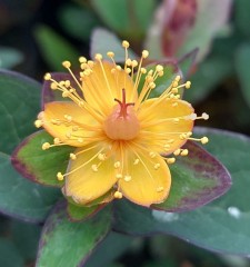 Hypericum inodorum Miracle Night