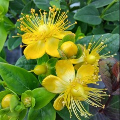 Hypericum inodorum Miracle Pistache