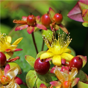 Hypericum Red Berry