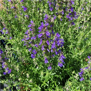 Herb Hyssop (Hysoppus officinalis)