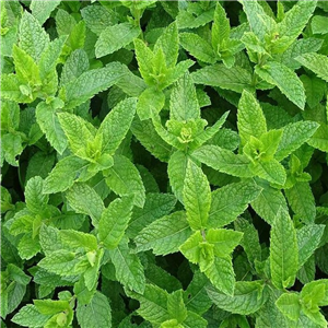 Herb Mint - Tashkent (Mentha spicata Tashkent)