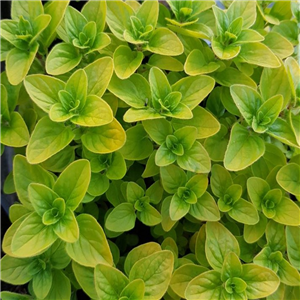 Herb Oregano Golden