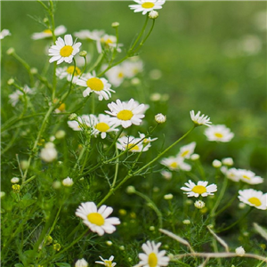 Herb Chamomile - Roman (Chamaemelum Nobile)