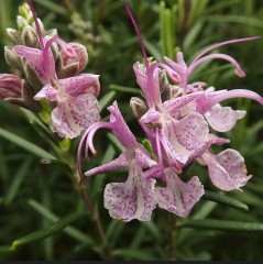 Herb Rosemary Rosea