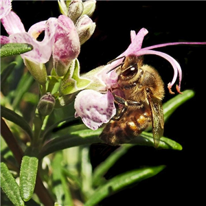 Herb Rosemary Rosea