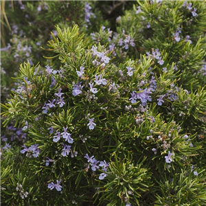 Herb Rosmarinus officinalis Prostratus