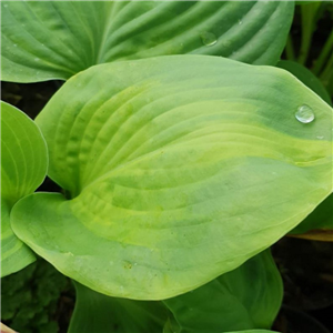 Hosta Guacamole