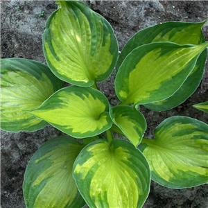 Hosta Coloured Hulk