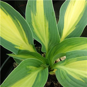 Hosta Ecstasy