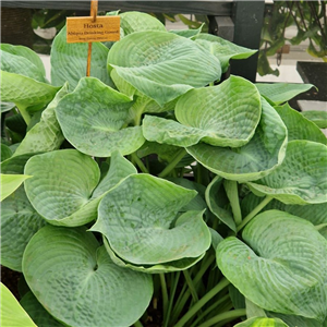 Hosta Abiqua Drinking Gourd