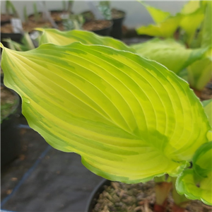 Hosta Amalia