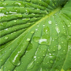 Hosta Avocado