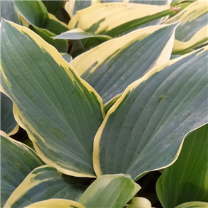 Hosta Bobcat