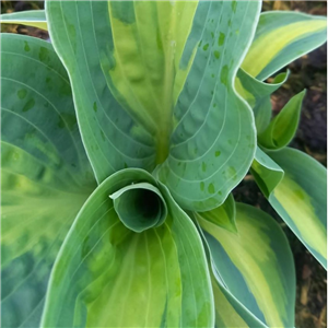 Hosta Chain Lightening