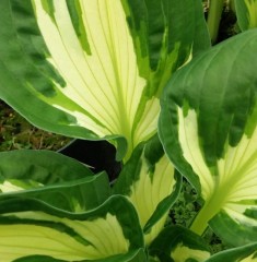 Hosta Coloured Hulk