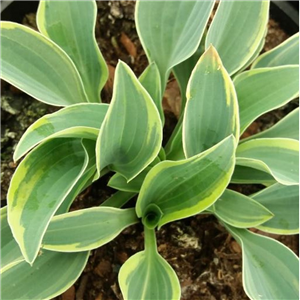 Hosta Con Ti Partiro