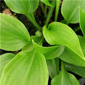 Hosta Crystal Dixie