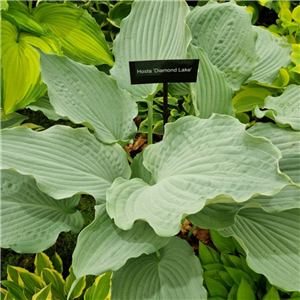 Hosta Diamond Lake