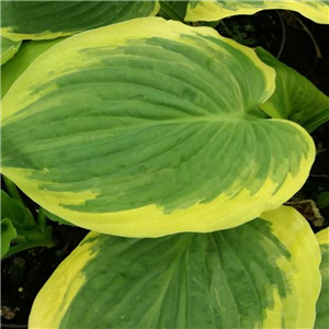 Hosta Diana Remembered