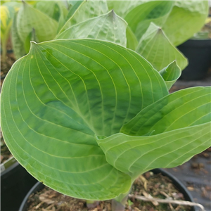 Hosta Dixie Cups