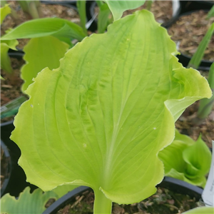 Hosta Emerald Ruff Cut