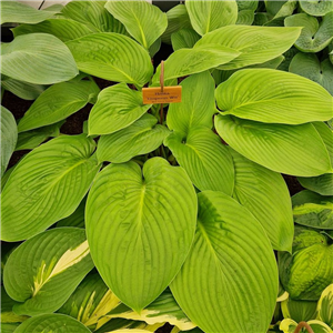 Hosta Empress Wu