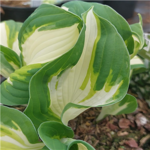 Hosta Enterprise