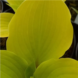 Hosta Fire Island