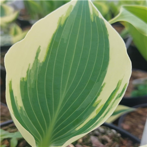 Hosta Firn Line