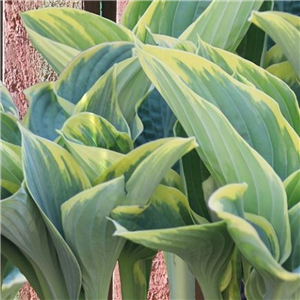 Hosta First Frost