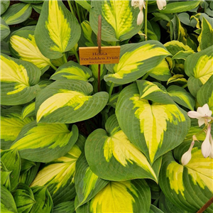 Hosta Forbidden Fruit