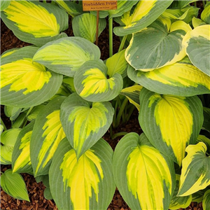 Hosta Forbidden Fruit