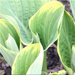 Hosta Forest Fire