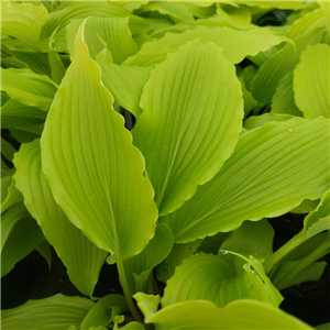 Hosta Frisian pride