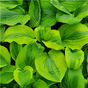 Hosta Glad Rags