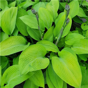 Hosta Gold Regal