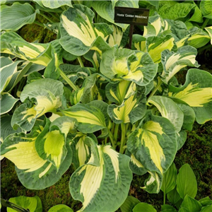 Hosta Golden Meadows