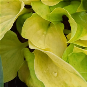 Hosta Golden Needles